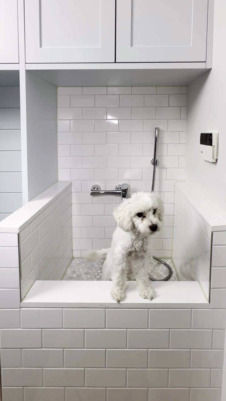 Small white dog standing in a built-in white tiled pet wash station.